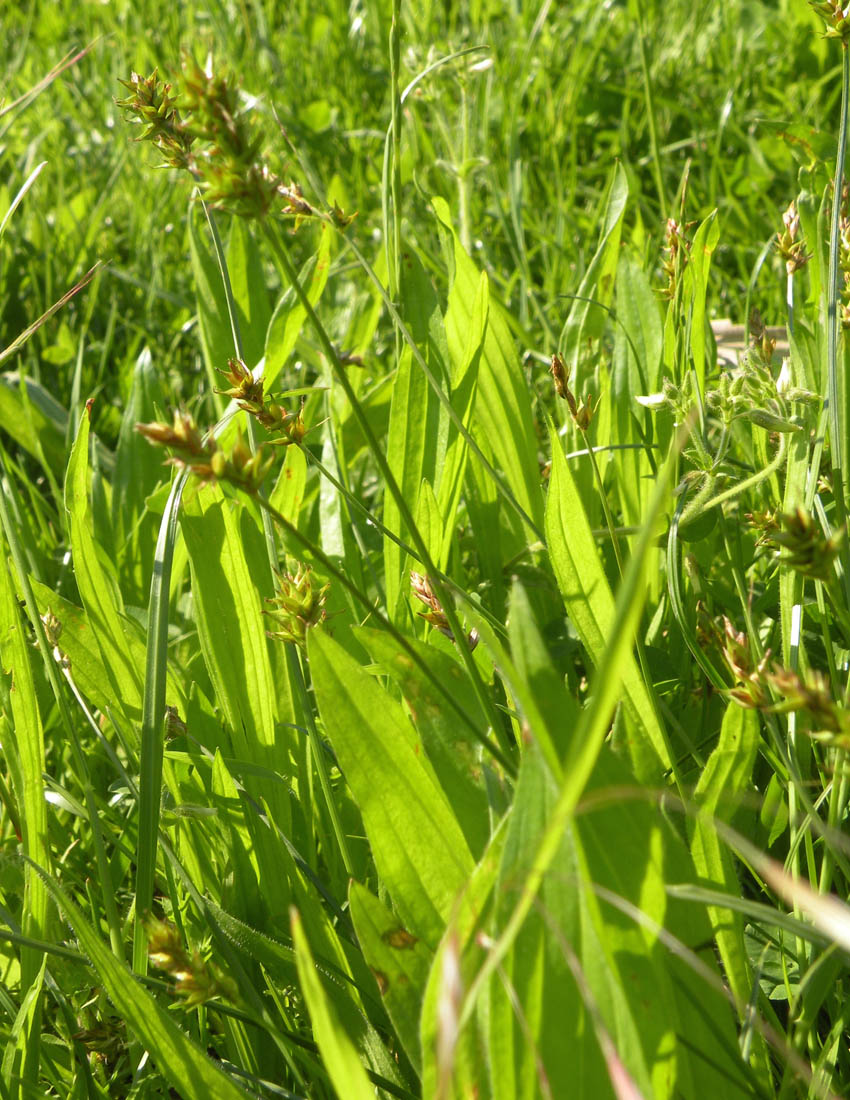 Probabile Carex spicata